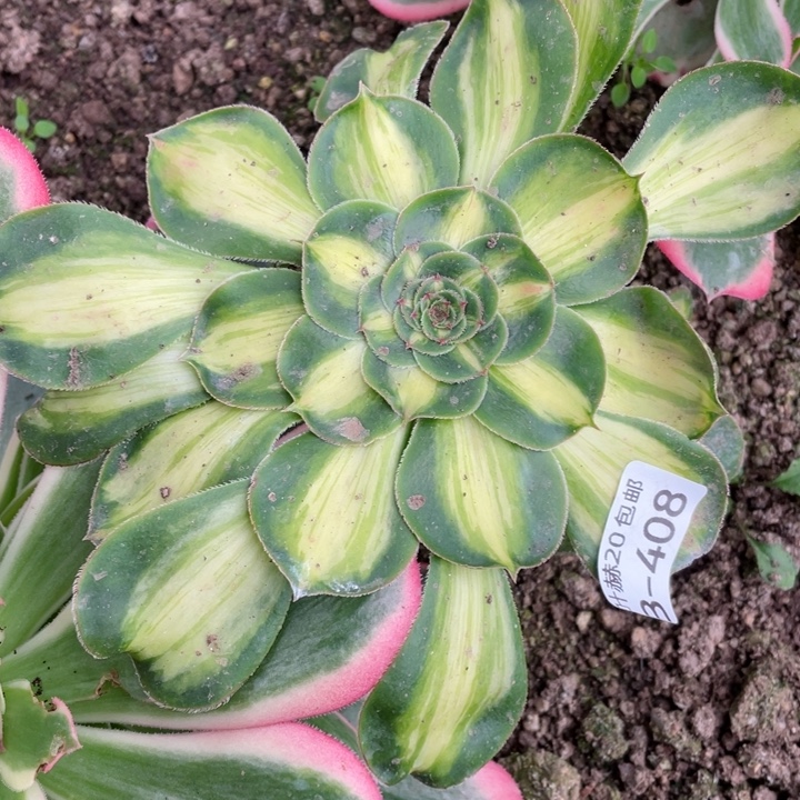 408暴君根少多肉。113456789