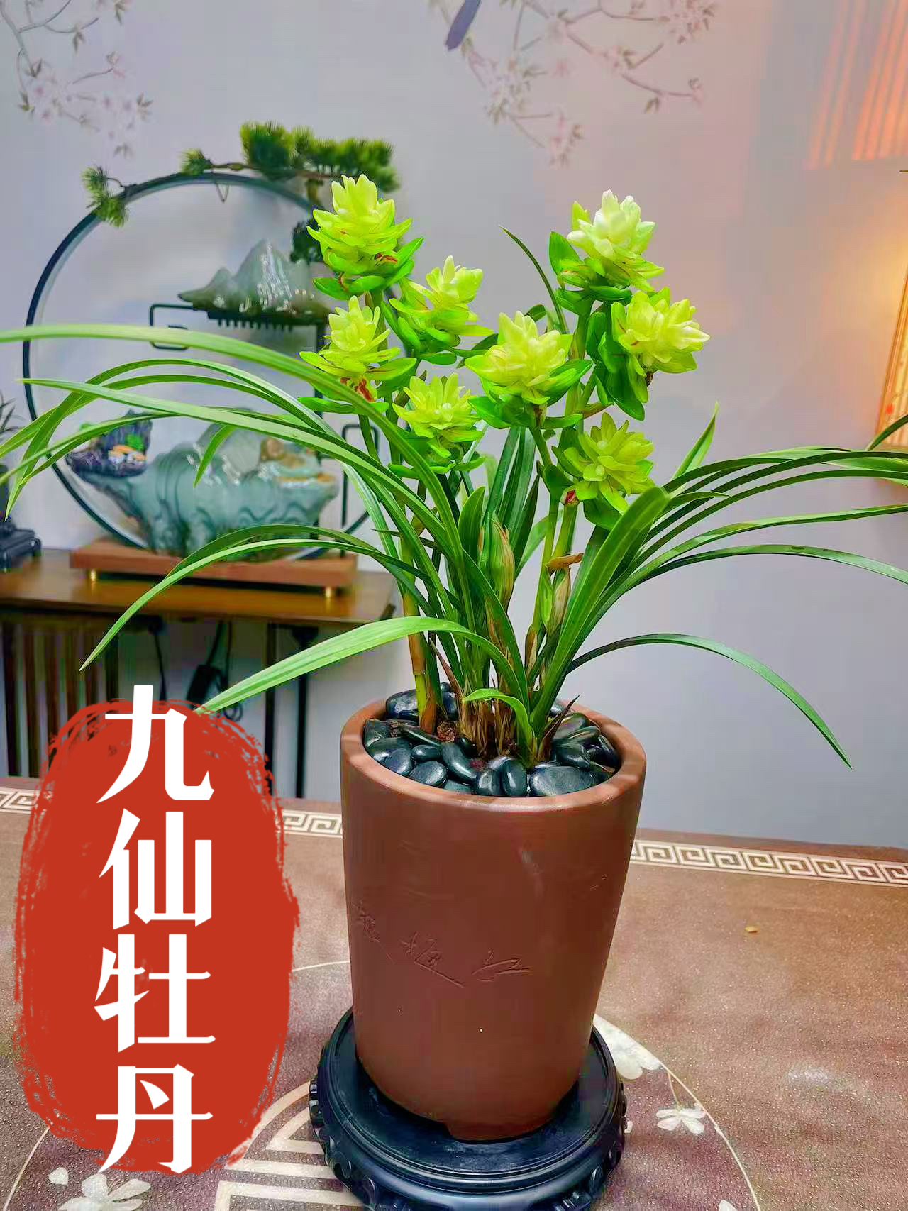 九仙牡丹 春兰奇花 浓香型素色奇花 好养护花期长 老品种铭品兰花
