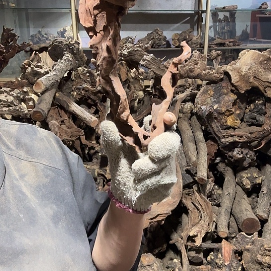 香榧木有***人火琉璃的故事是一毛夹了