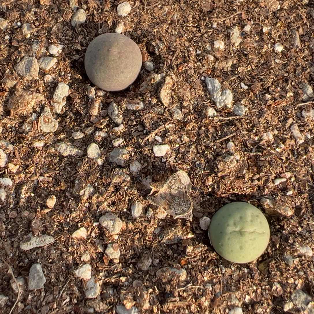 15-121奶油嘴多肉植物，