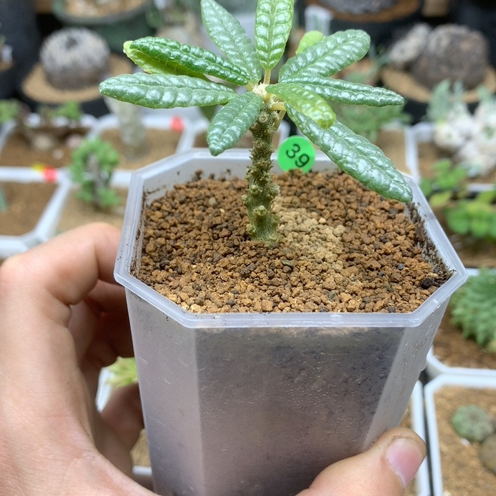 泡泡叶巨琉桑带盆多肉