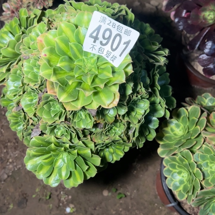 琉璃多肉植物法师4901