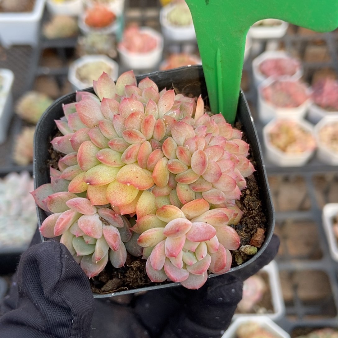 4干冰缀多肉植物保护