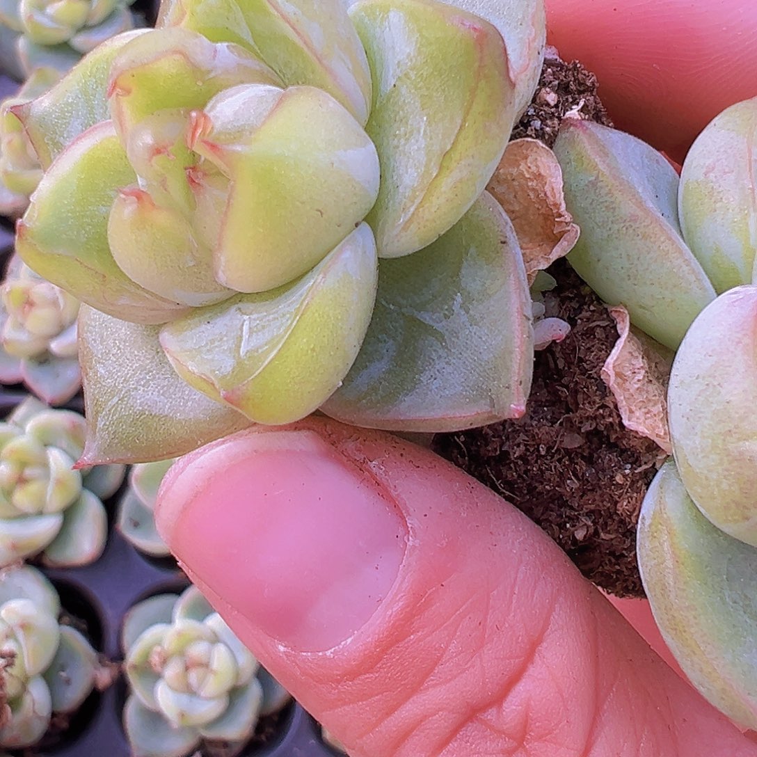 翡翠珍妮苗2颗19包邮多肉zw