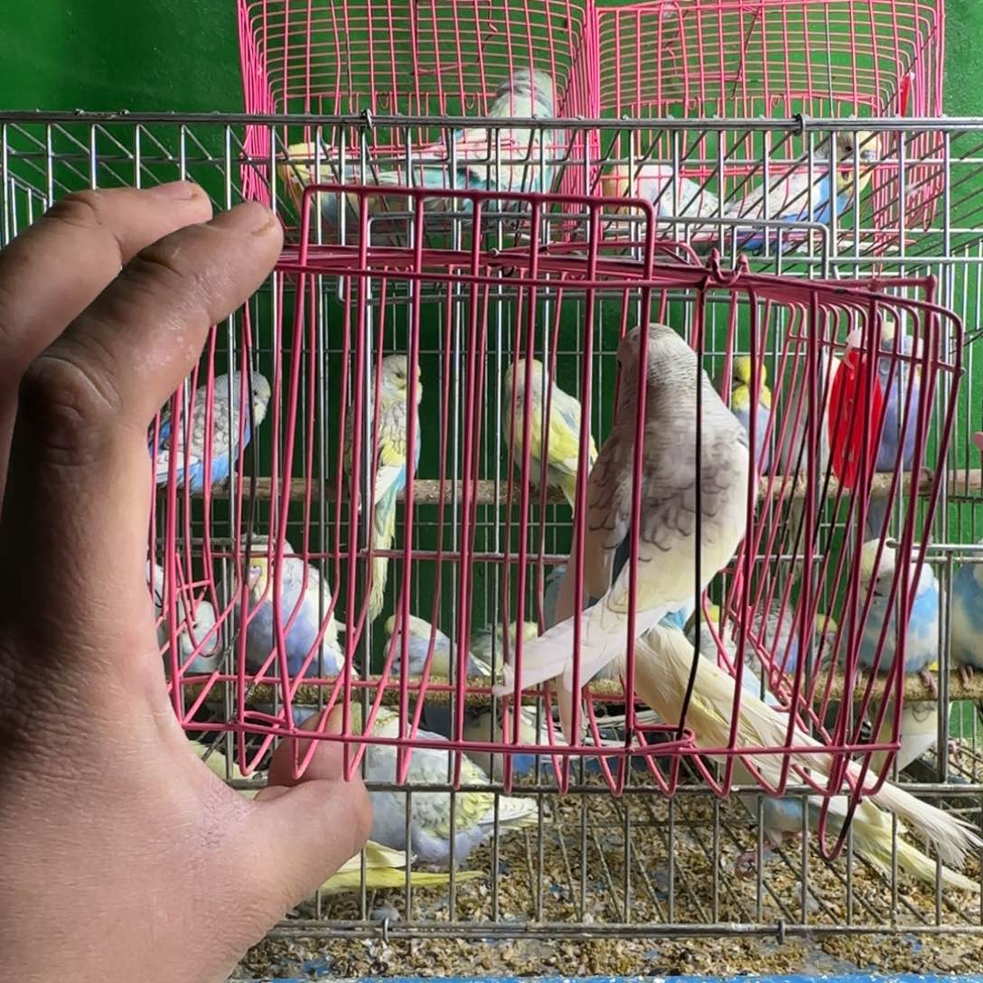 虎皮鹦鹉大头鹦鹉