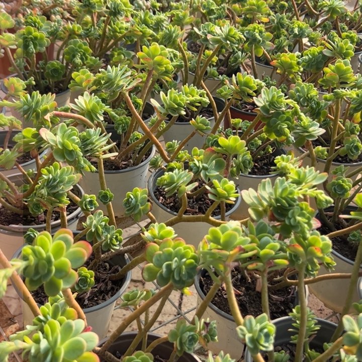 新疆包邮 薄化妆