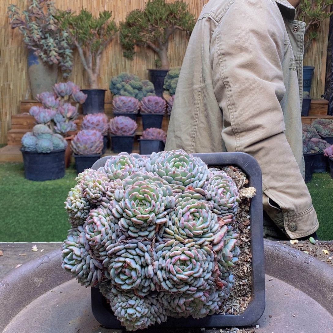 蔷*197 号白胖子多肉