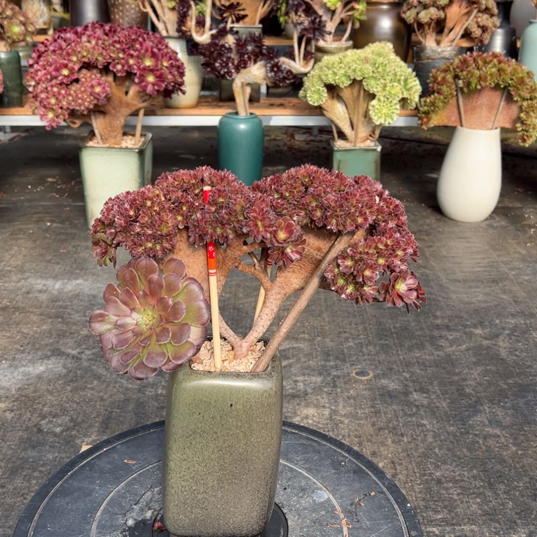 红铜壶朵朵缀不带盆土