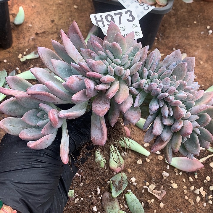 奥普琳娜缀化 全场8折 非偏远38包邮