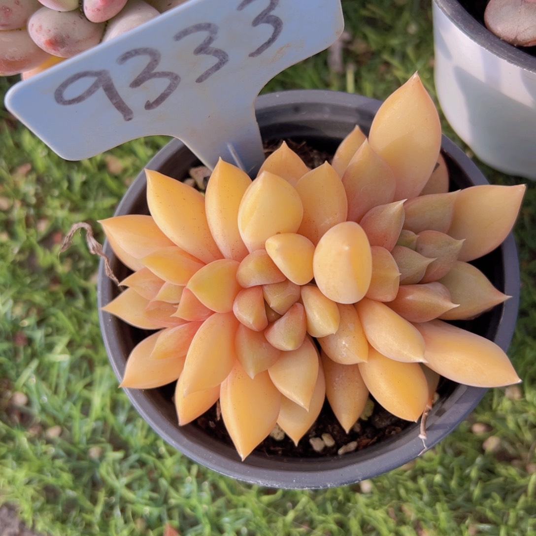 香玉的故事是一个人的故事