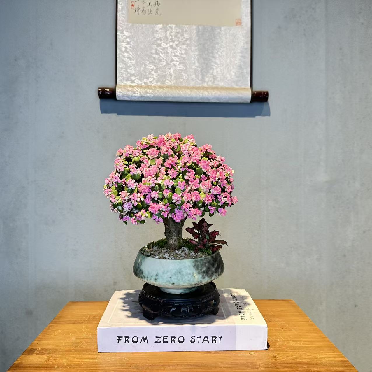 棒棒糖造型老桩金枝玉叶+渐变色陶瓷盆+接水盘