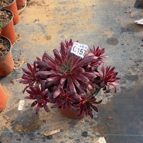 157孔雀锦不包断枝