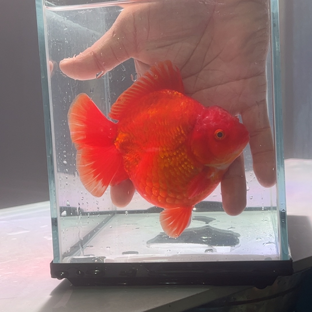 金鱼460000000000000000