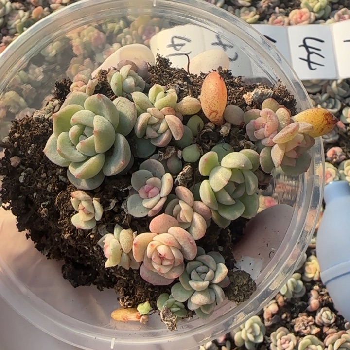 41 号王者系列多肉一盒