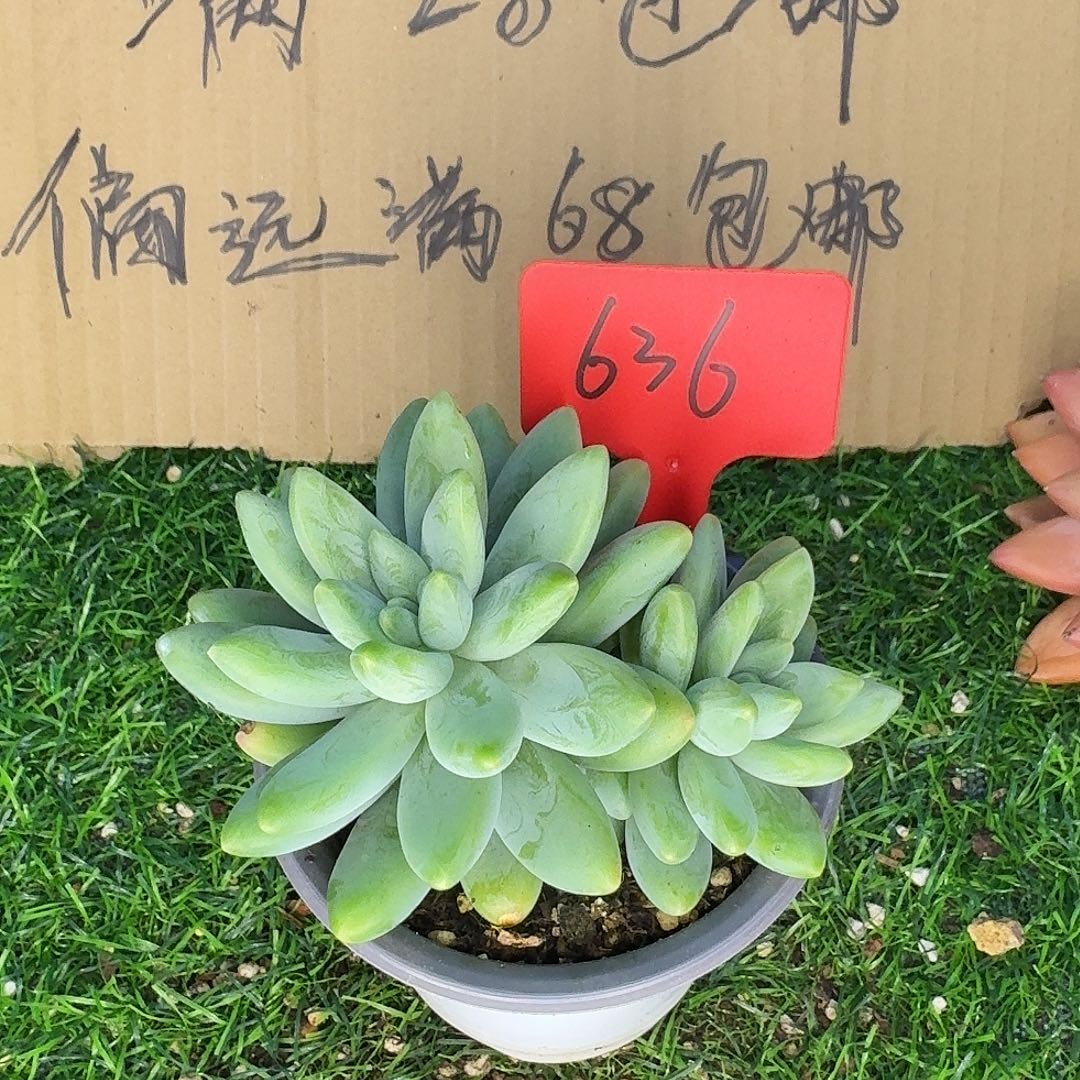 云南多肉小栈阿蒂斯托636