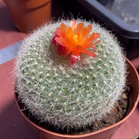 大白雪光单7仙人球