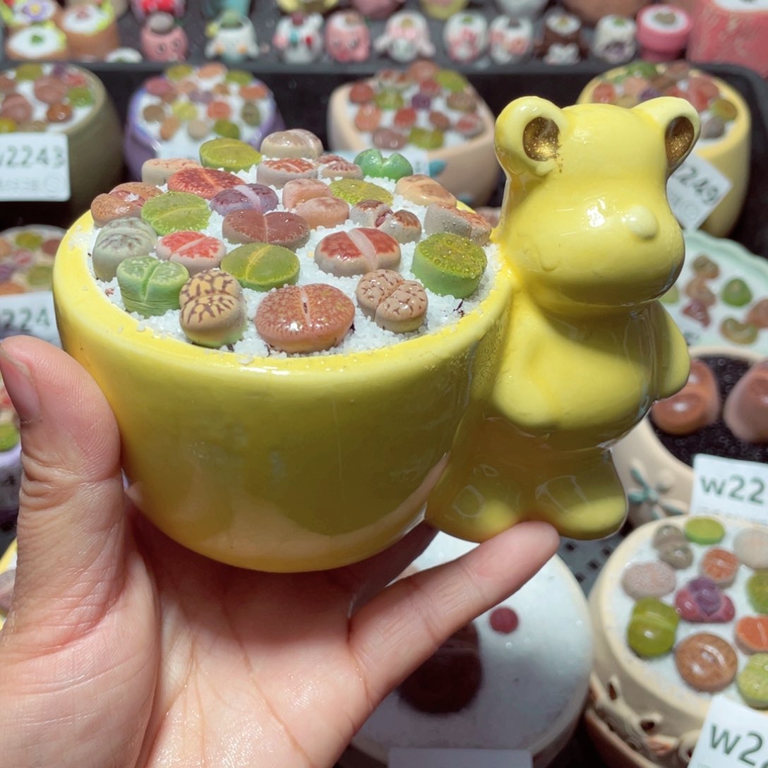 幽*w2259 带盆土发货-零下地区拍保温箱