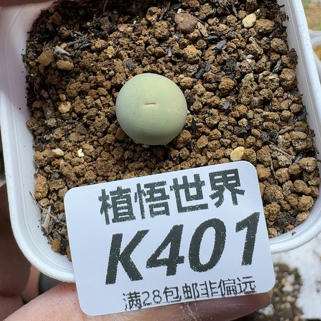 多肉植物的人啊刚回家