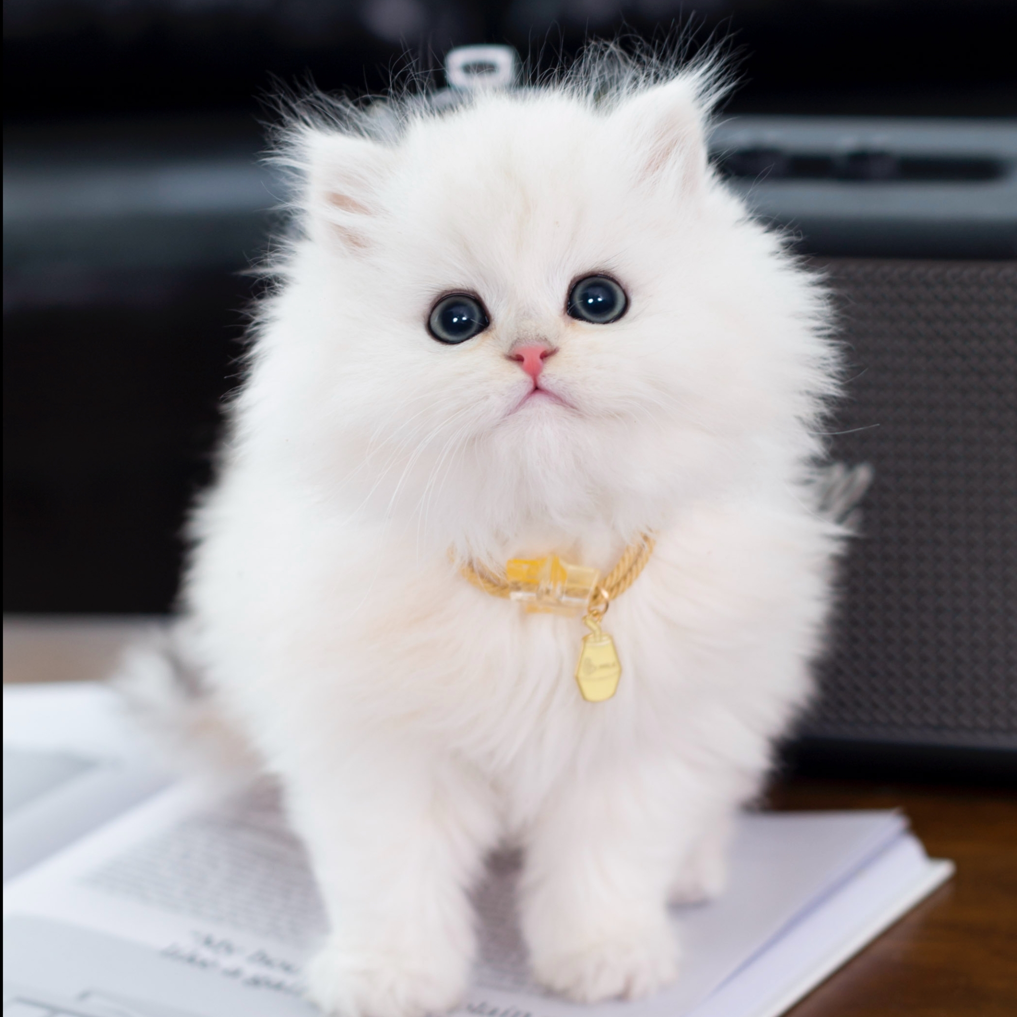 【C-猫咪】银渐层、银点、布偶、金渐层、矮脚、三花、蓝猫、暹罗、缅因猫咪