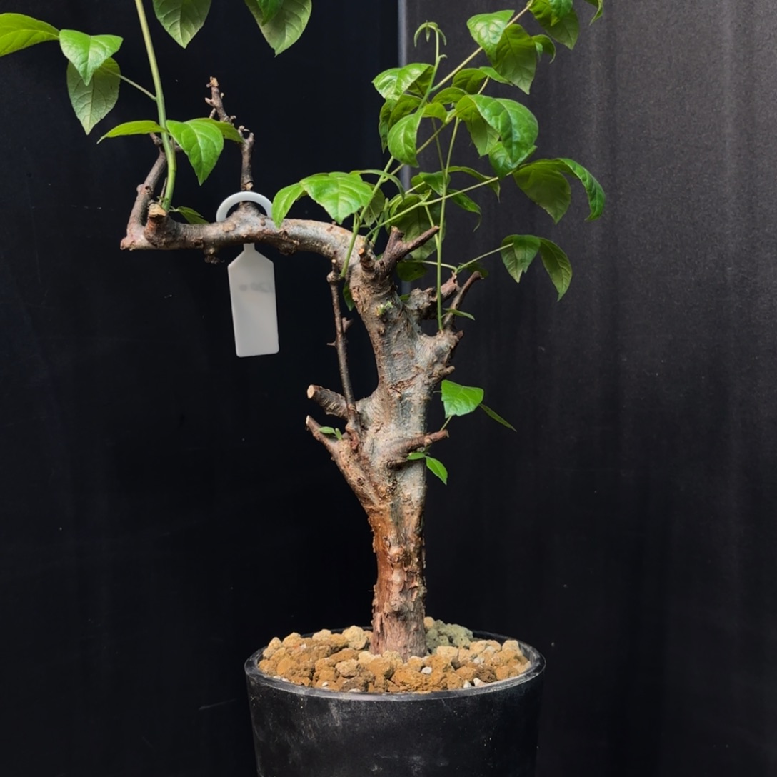 扭矩橄榄带盆发货