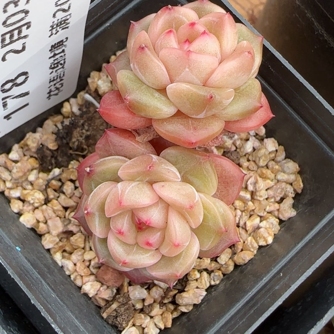 花语逸镜0203-178