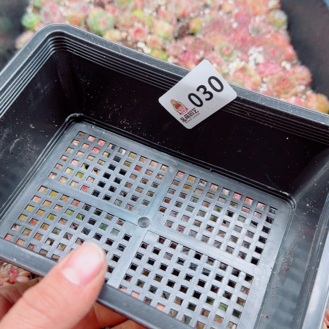 大***妮多肉植物多肉植物