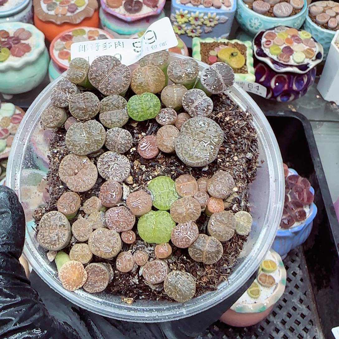 生石花满18包邮1209-99