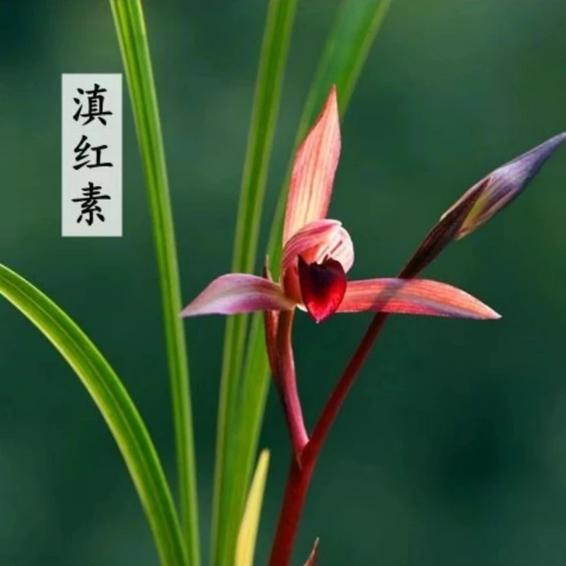 春兰名品【滇红素】2苗终身包对版假一赔十放心购买