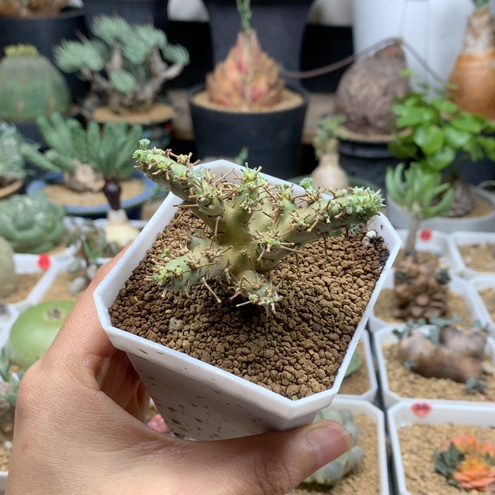 白皮月界母本带盆