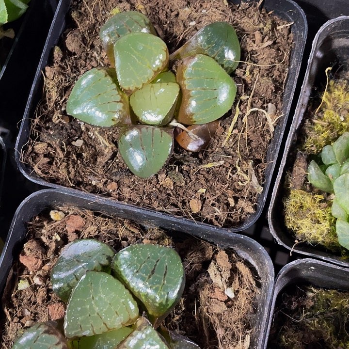 日月谭6.8带盆土发