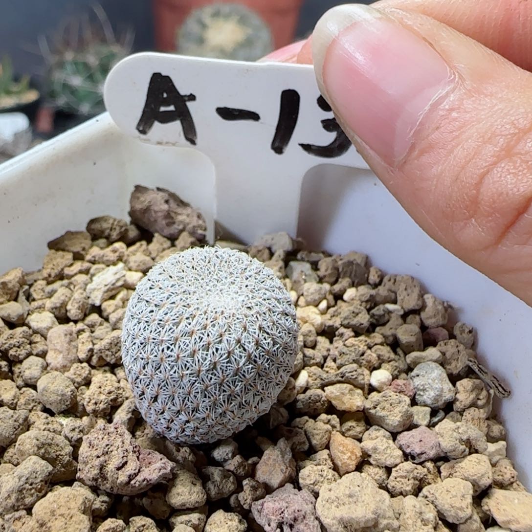 实生乌月丸多肉1.7厘米