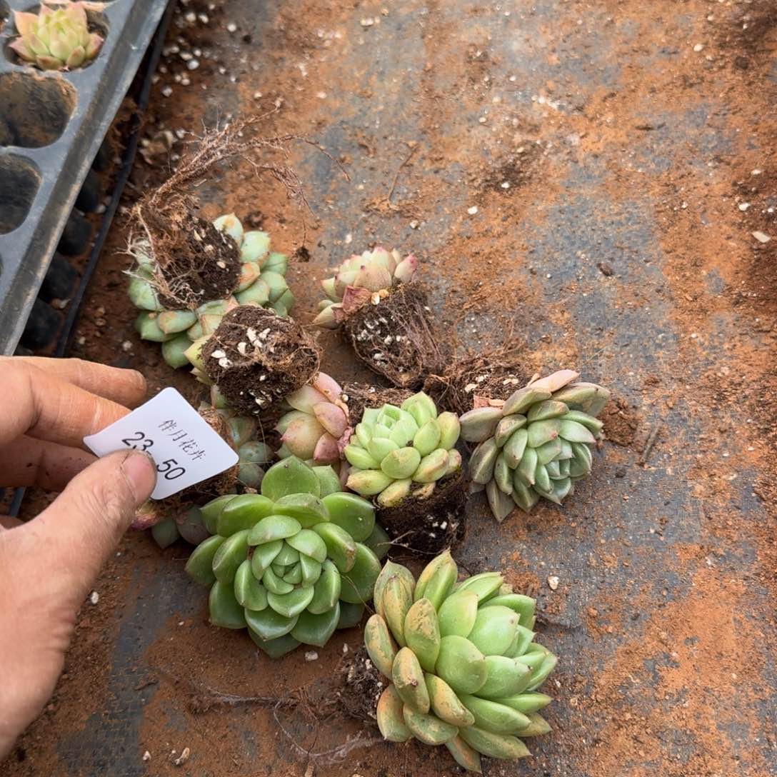 23-50珍妮十棵量拍发货中门右二