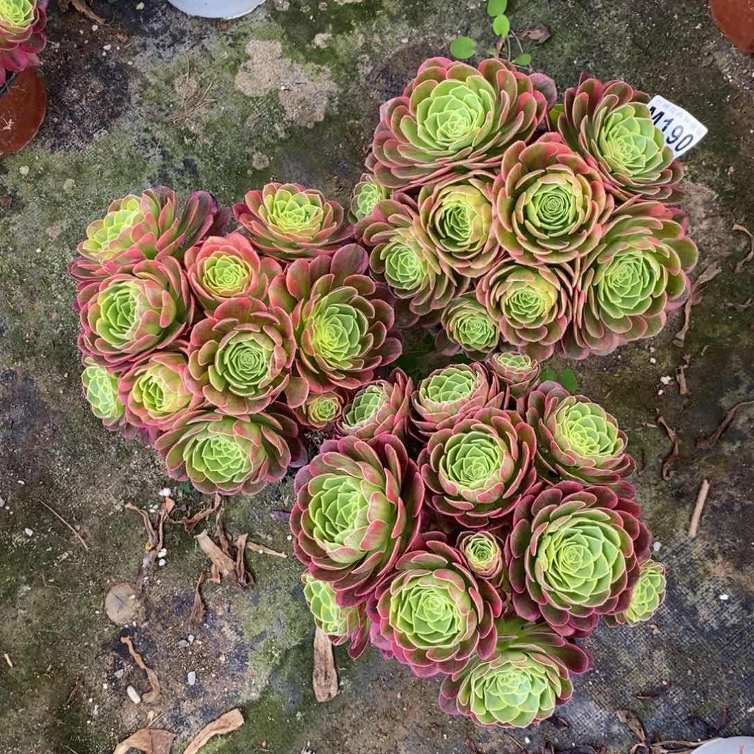 全部花朵190奶白三小颗组合嫩桩