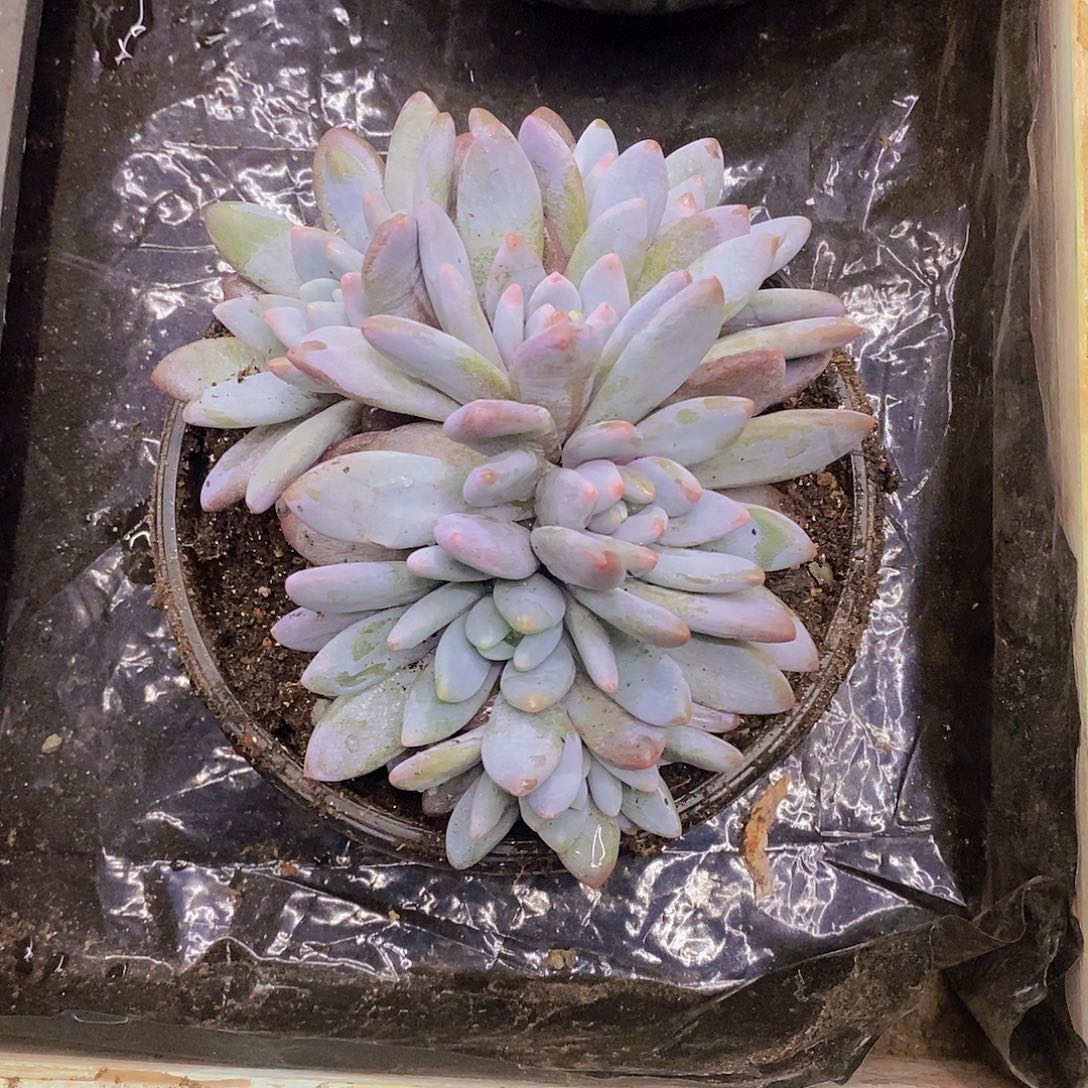 多肉植物多肉植物