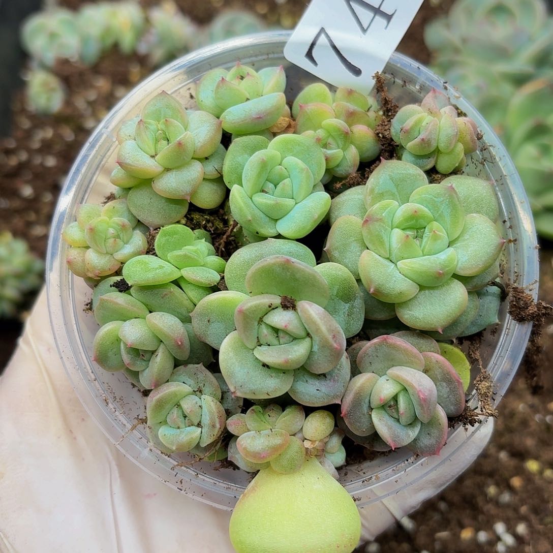 多肉植物多肉植物743