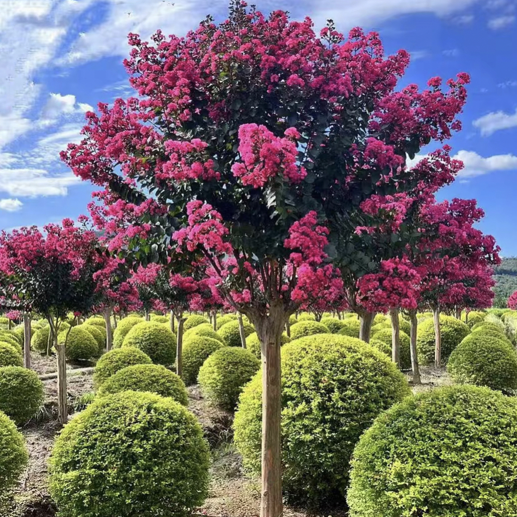 【天鹅绒】原生苗【一物一拍】