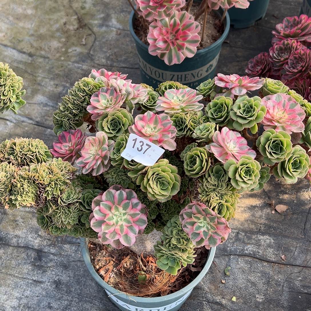 137绿羊绒多肉植物法师