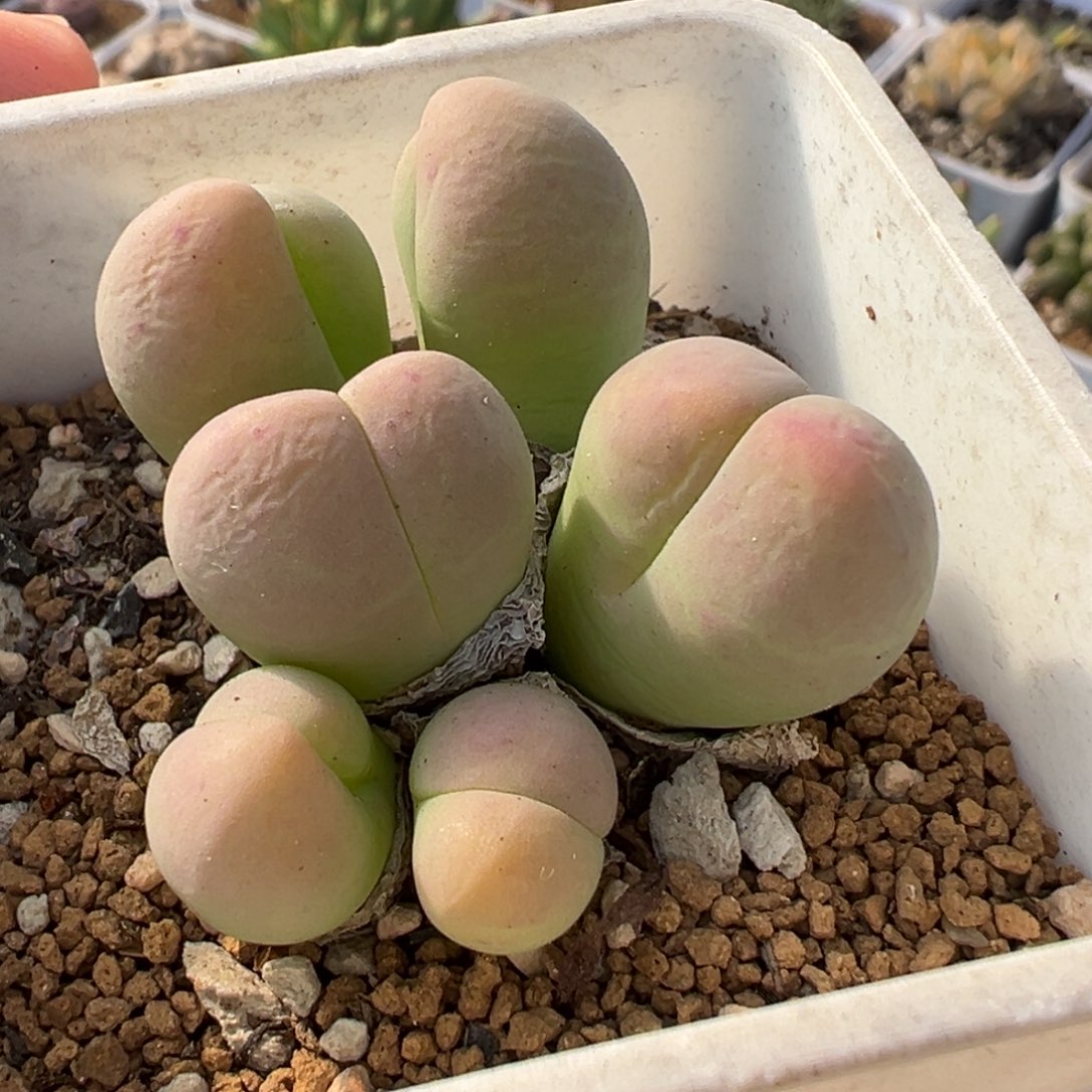 985多肉植物种类多样