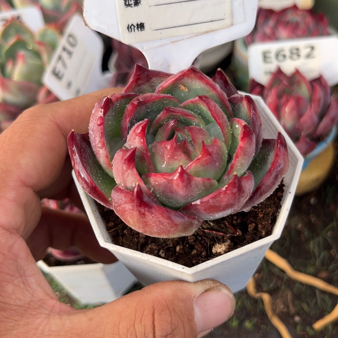 惊鸿一瞥737年多肉