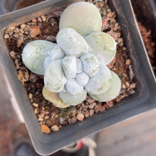 梅*谢谢姐姐～一物一拍7761多肉