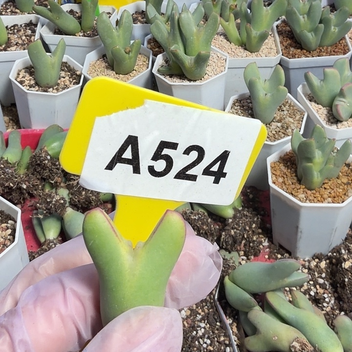 小***子524mmmmmmmmmmmmmmmmmmmm