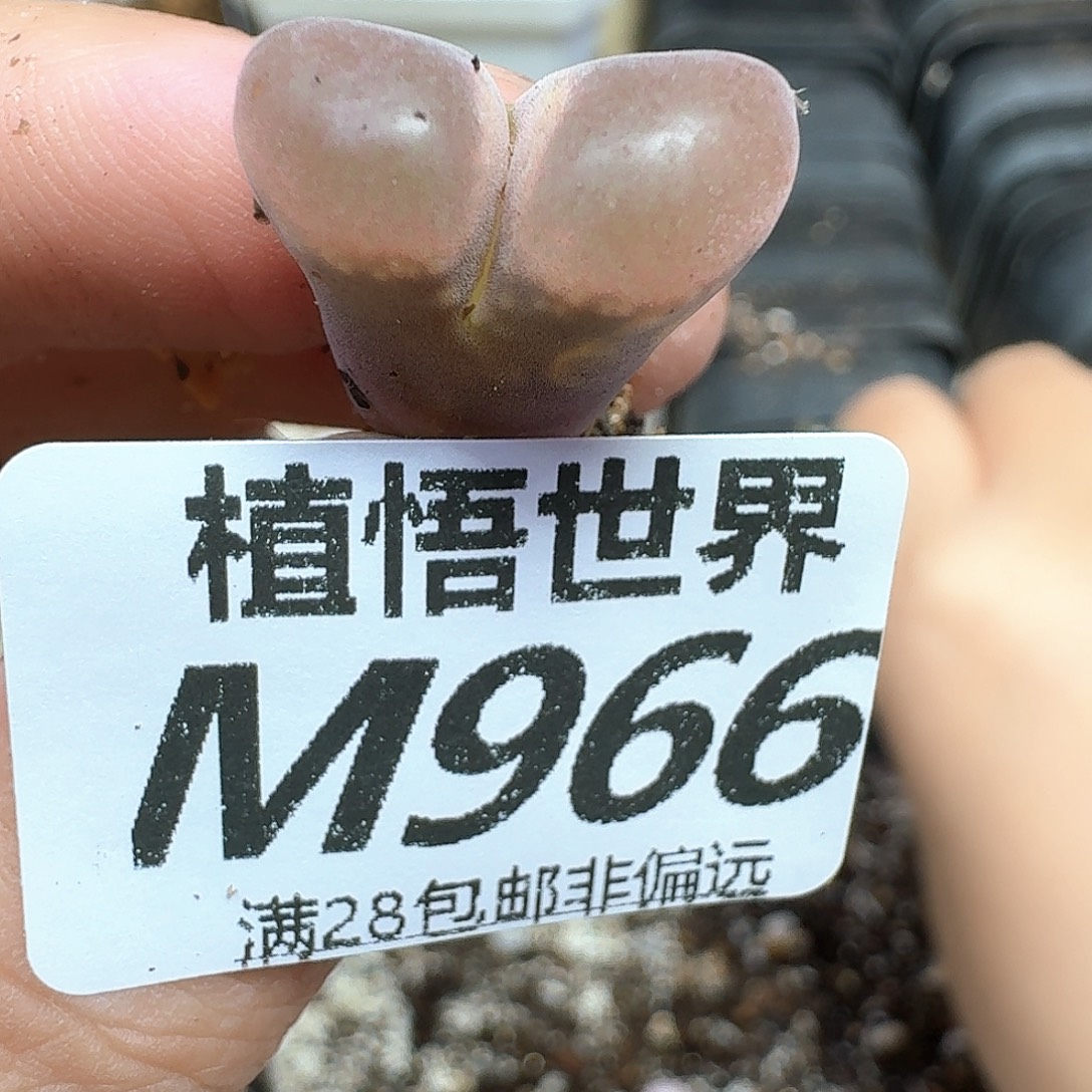多肉植物的人生的fv