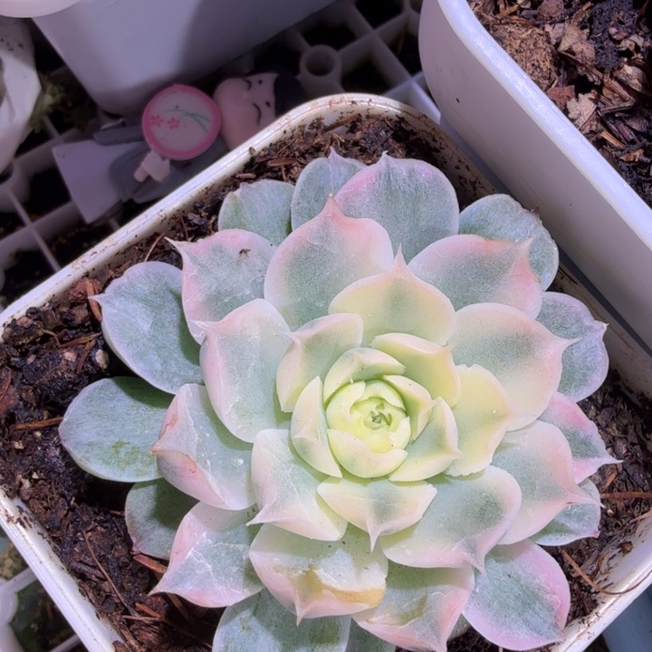 海琳娜锦多肉植物