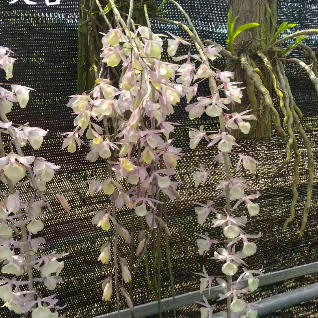 天宫石斛木板种植