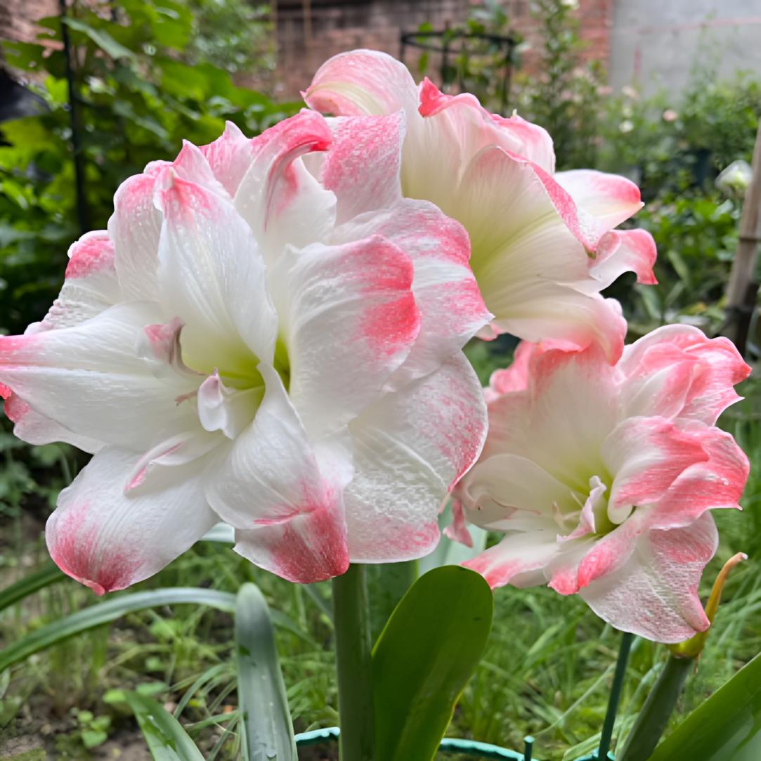 【糖果黛丝】超大花重瓣朱顶红种球裸球基地自然球