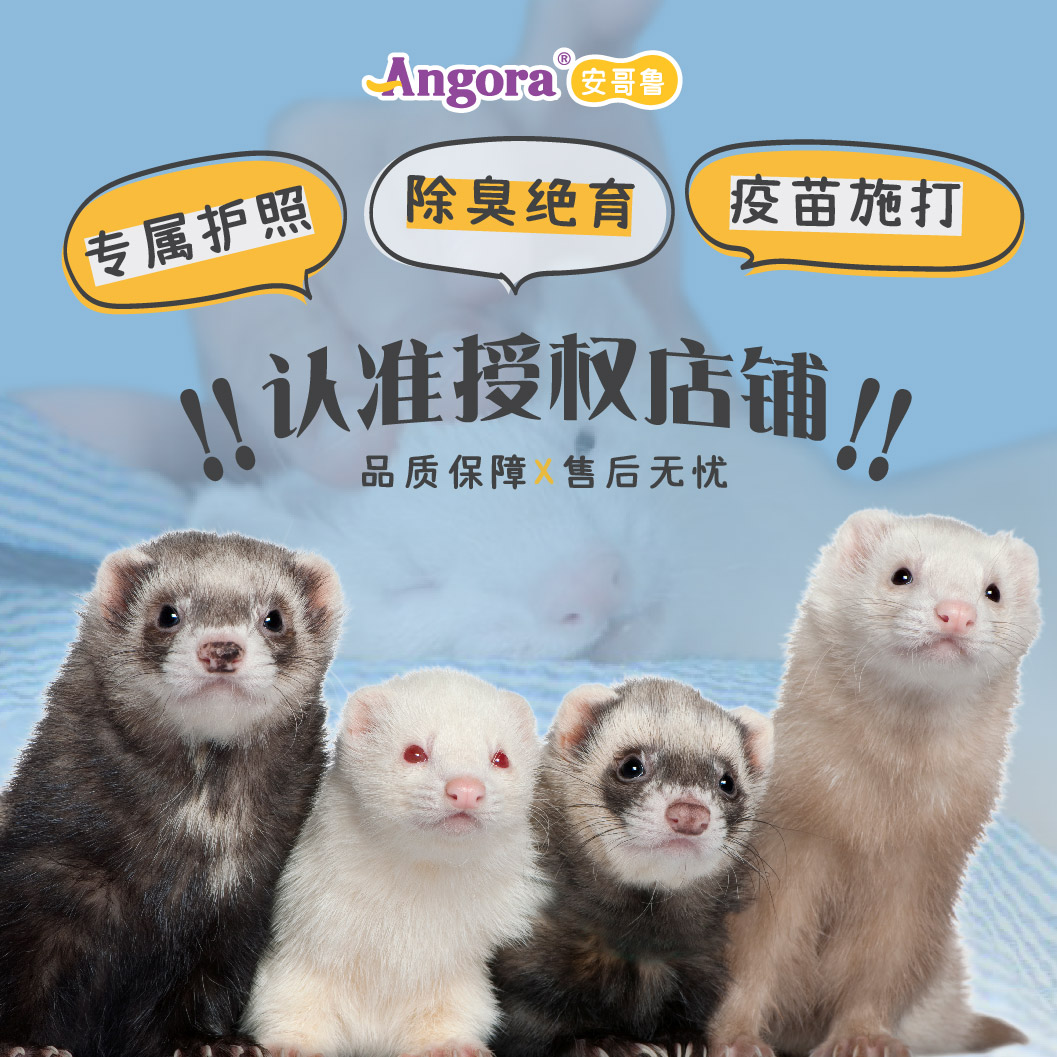 【上海宝山店】安哥鲁安格鲁雪貂活体迷你懒人宿舍萌宠好养稀有活物