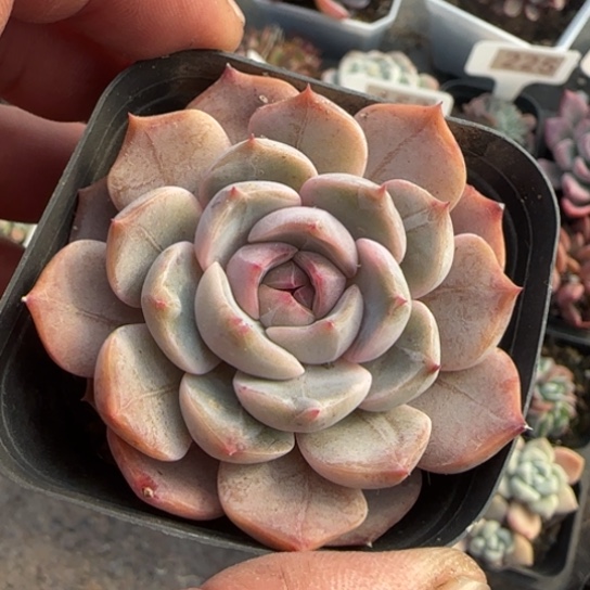 240夜莺多肉植物多