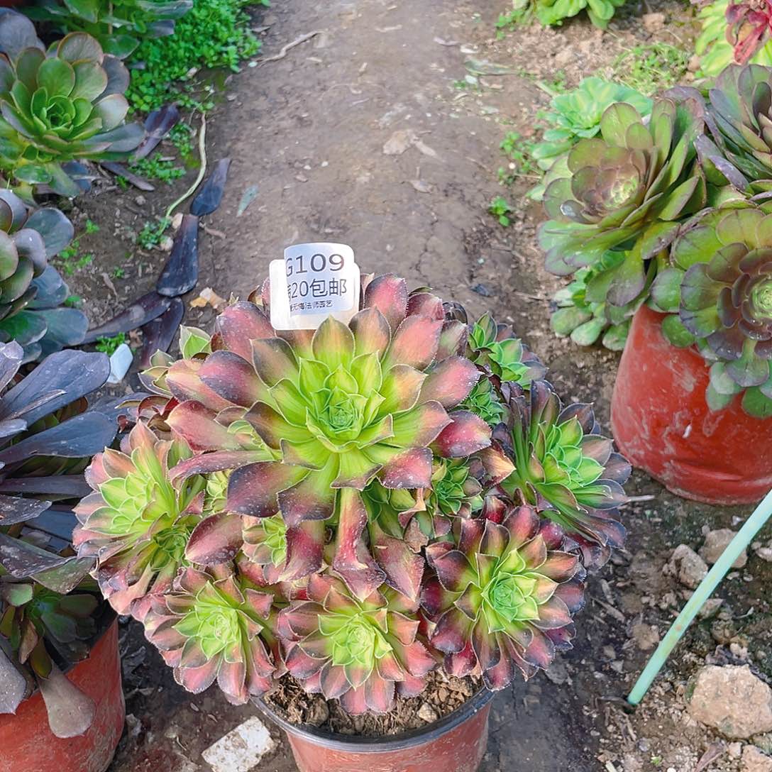 109韶华多肉小损不包