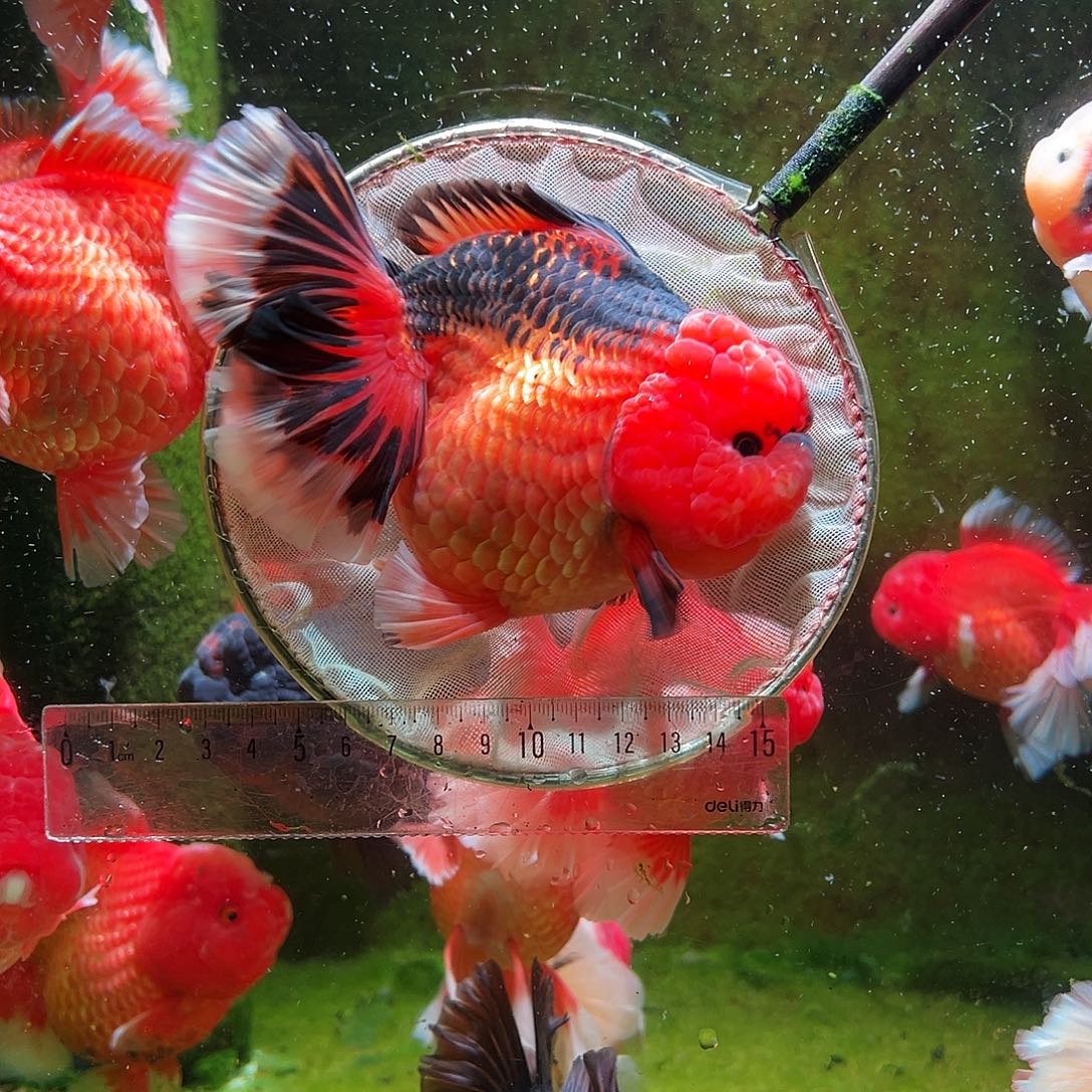 金鱼冷水金鱼百褶泰狮