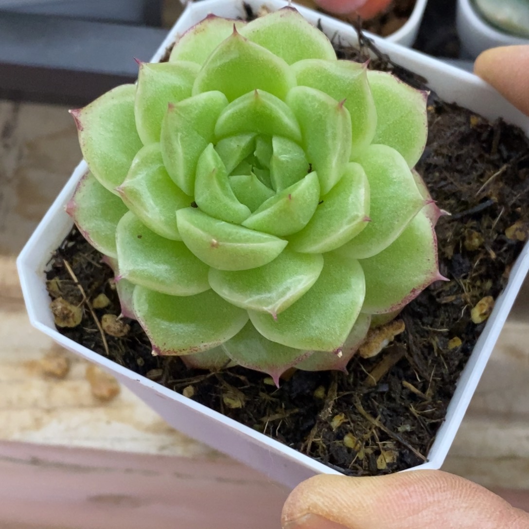 精品多肉一物一拍不包整436